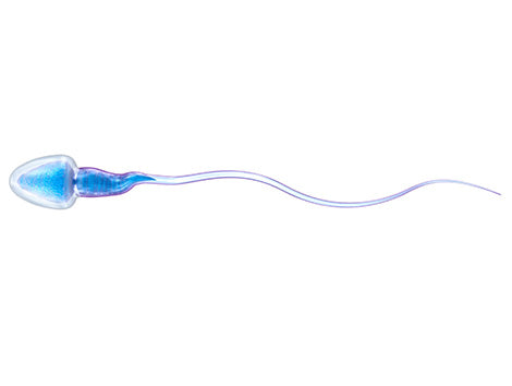 What about sperm quality?